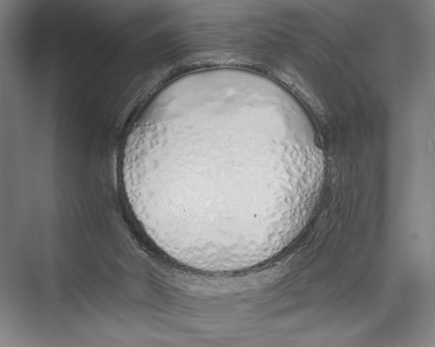 X0000075410014200610062009