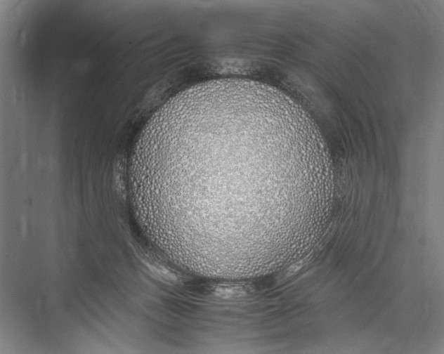 X0000075410175200610062007