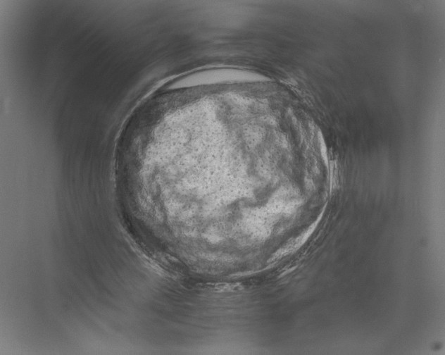 X0000075410243200610062005