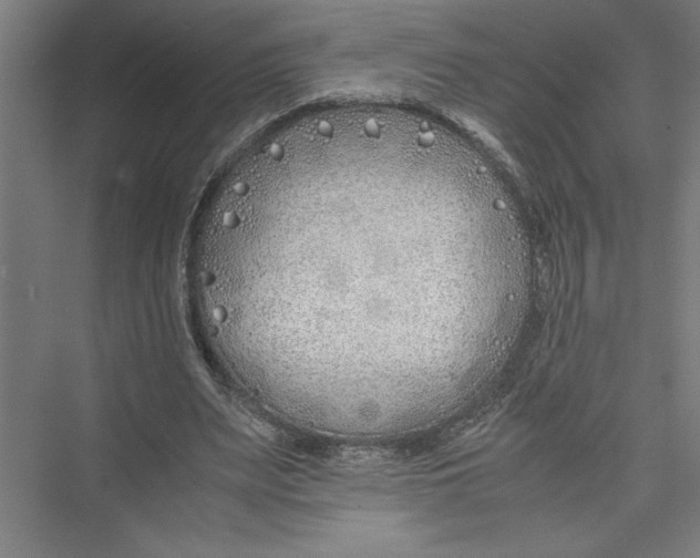 X0000075410487200610062001