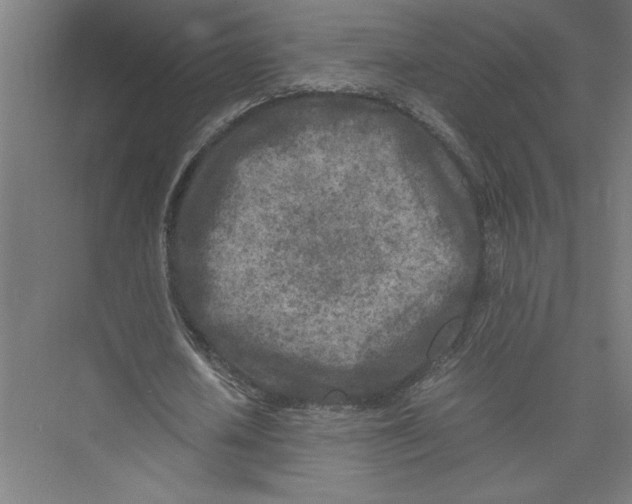 X0000075410626200610061958