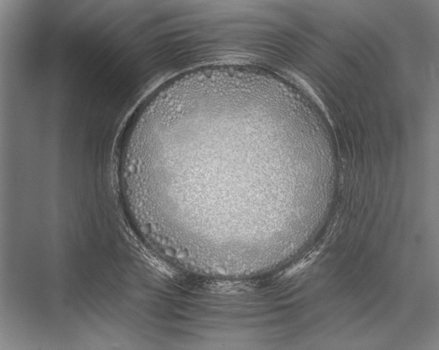 X0000075410835200610061955