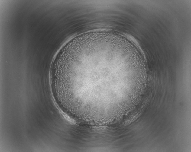 X0000075410859200610061955