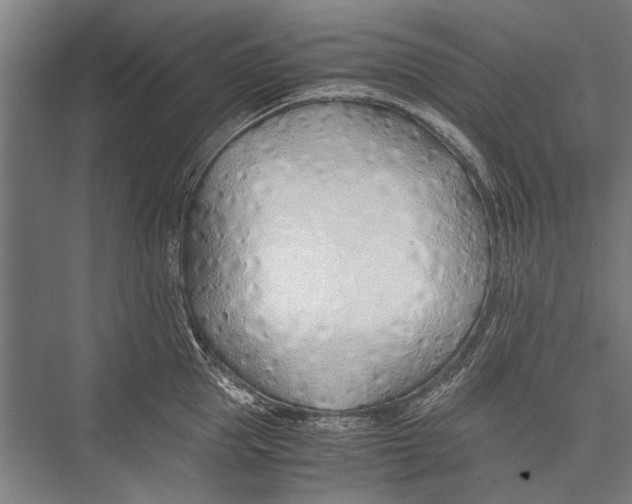 X0000075410953200610061954