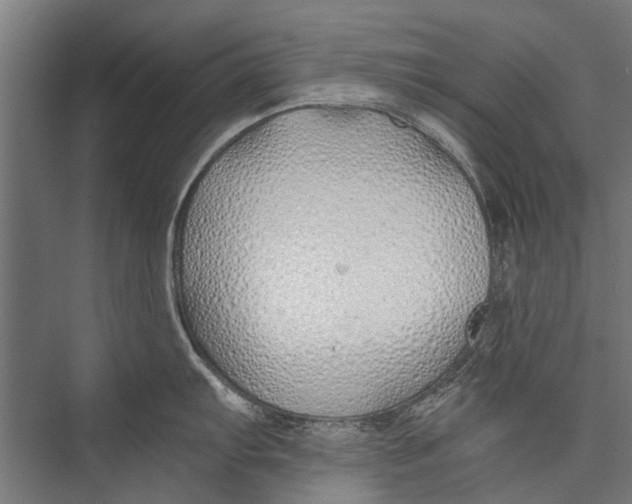 X0000075411103200610061951