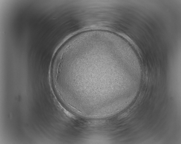 X0000075411294200610061948