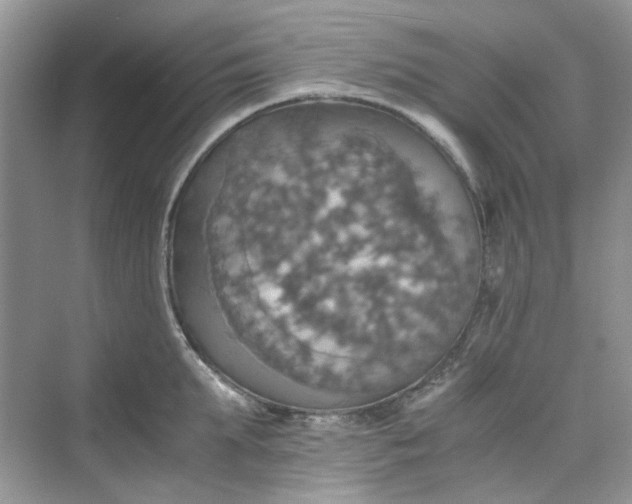 X0000075810903200609291342