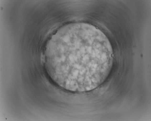 X0000075810024200610061743