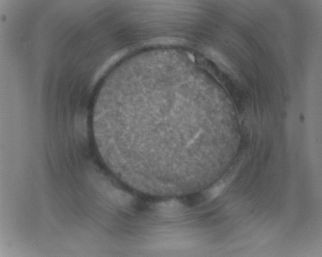 X0000075810112200610061741