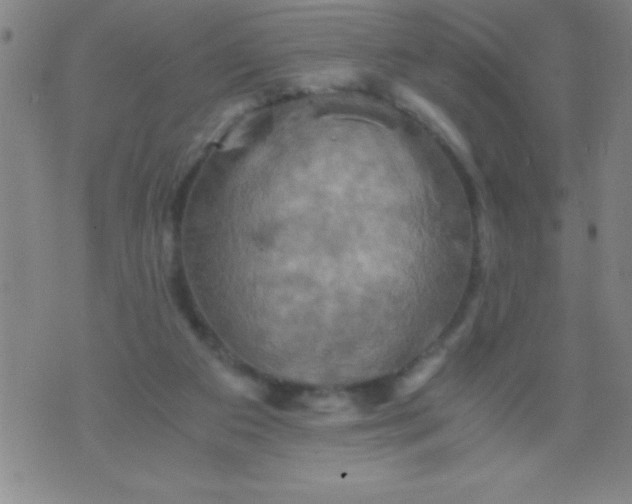 X0000075810113200610061741