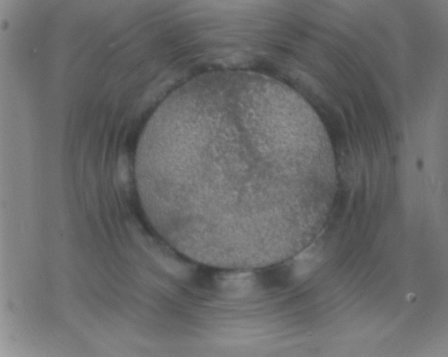 X0000075810132200610061741