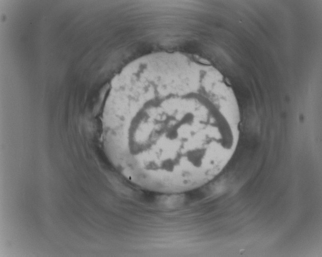 X0000075810135200610061741