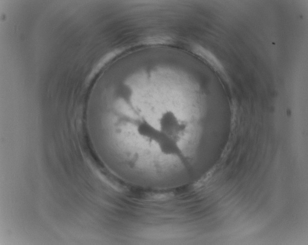 X0000075810155200610061740