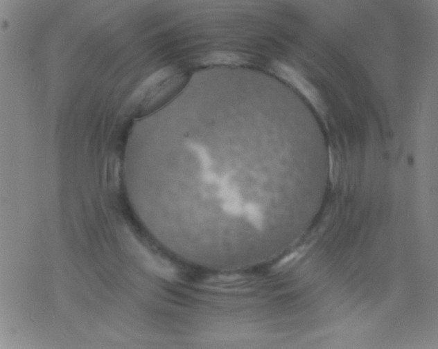 X0000075810157200610061740