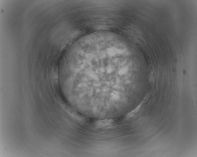 X0000075810179200610061741