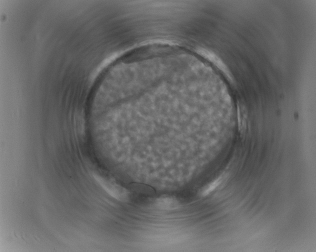 X0000075810204200610061740