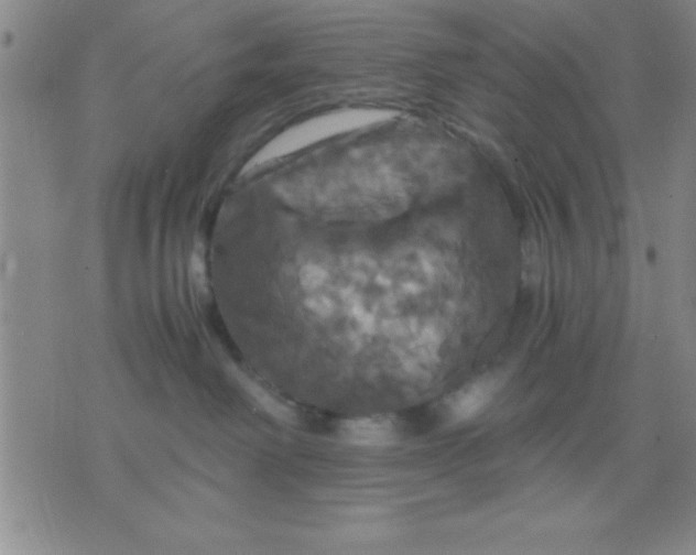 X0000075810238200610061739