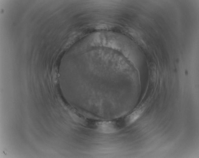 X0000075810273200610061739