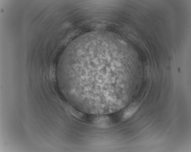 X0000075810274200610061739