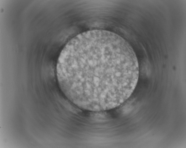 X0000075810282200610061739