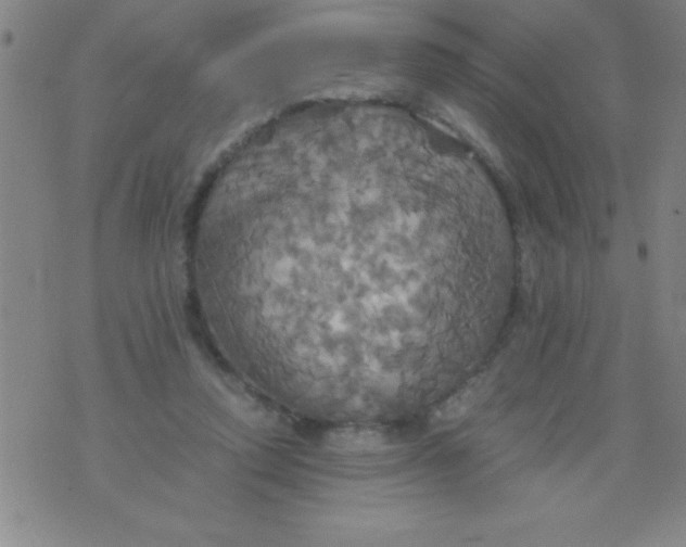 X0000075810354200610061737