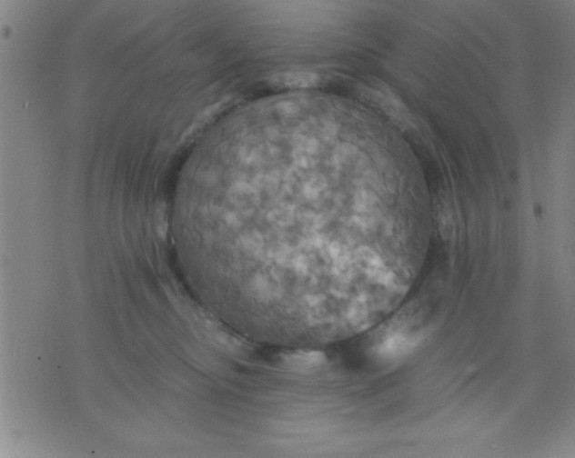 X0000075810374200610061738