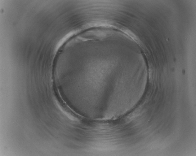 X0000075810438200610061736