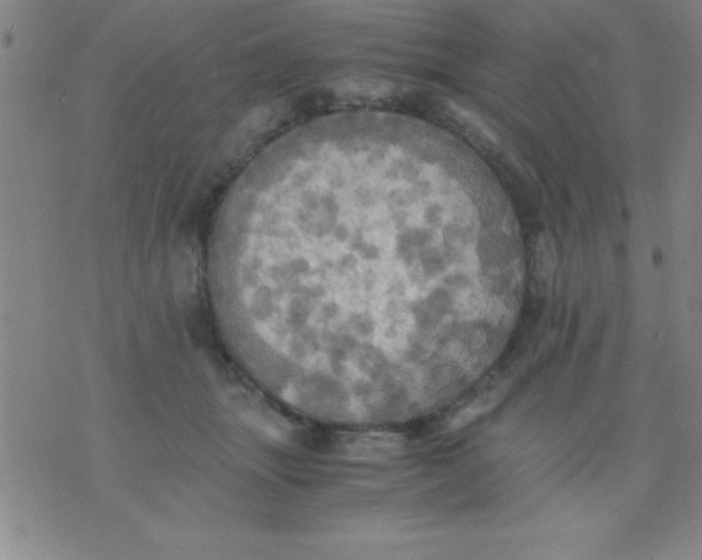 X0000075810463200610061736