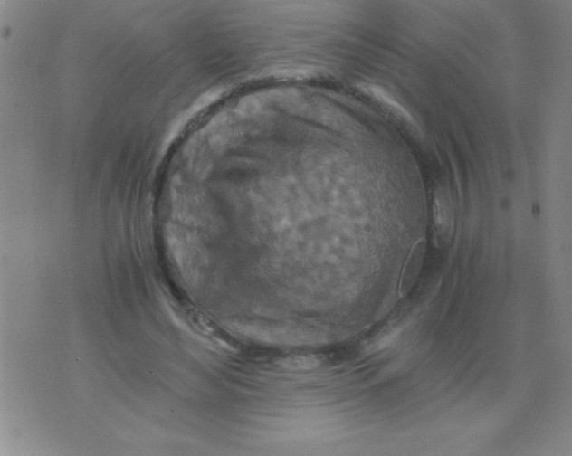 X0000075810492200610061735