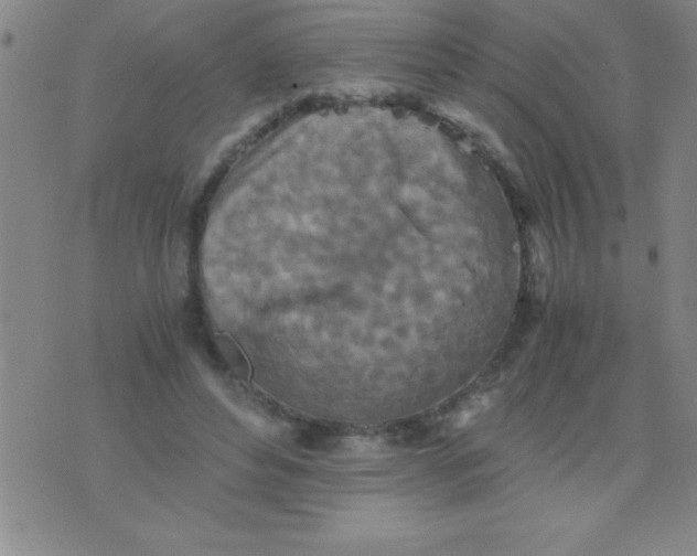 X0000075810496200610061735