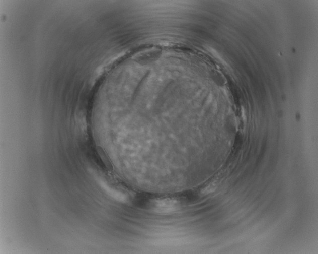 X0000075810500200610061735