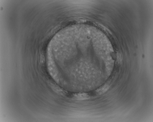 X0000075810517200610061735