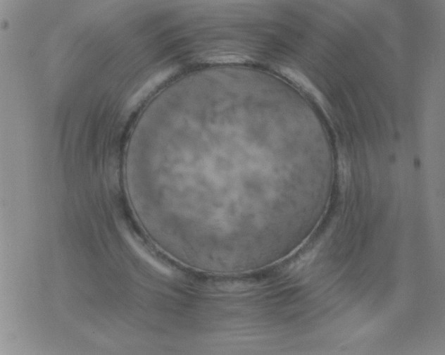 X0000075810533200610061734