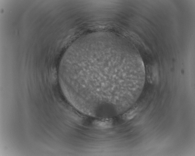 X0000075810563200610061734