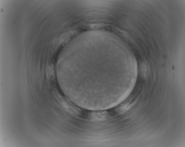 X0000075810571200610061735