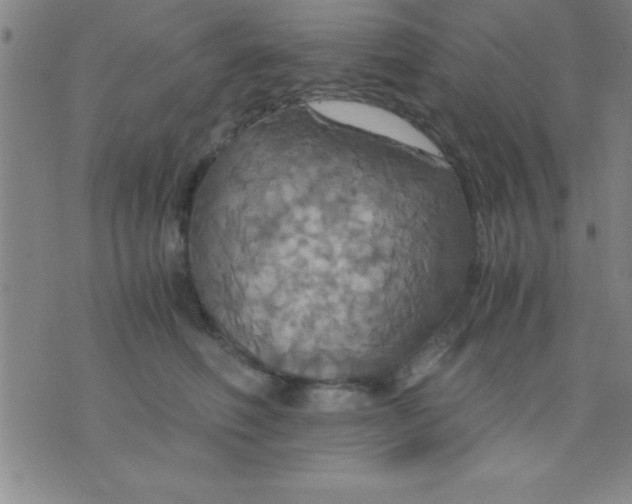 X0000075810614200610061733