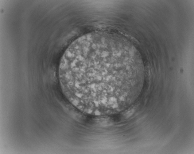 X0000075810615200610061733