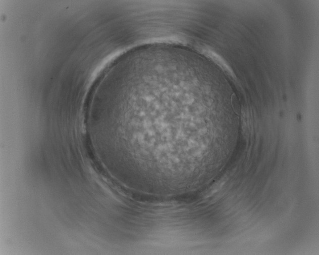 X0000075810628200610061732