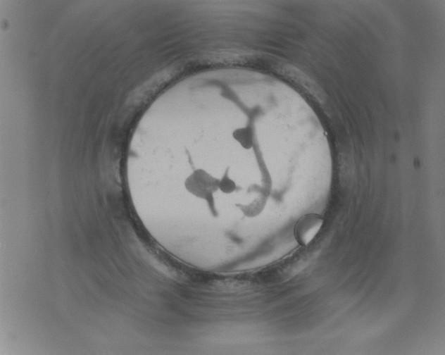 X0000075810633200610061733