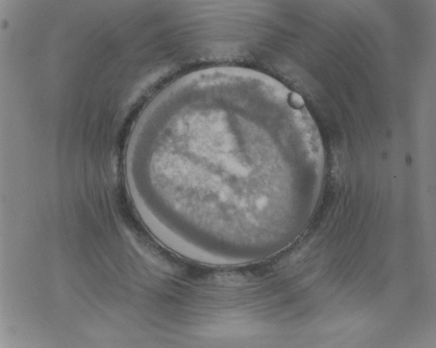 X0000075810636200610061733