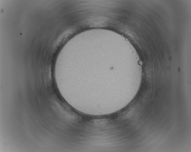 X0000075810686200610061732