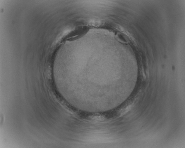 X0000075810689200610061732