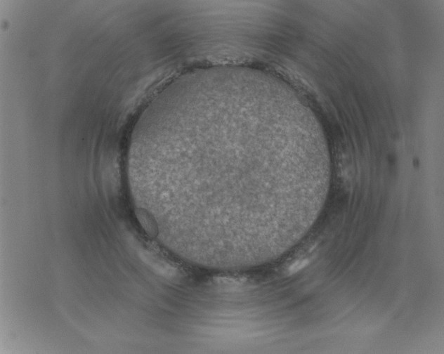 X0000075810690200610061732