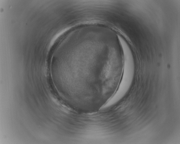 X0000075810724200610061731