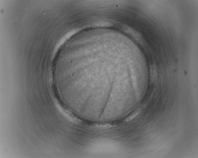 X0000075810726200610061731