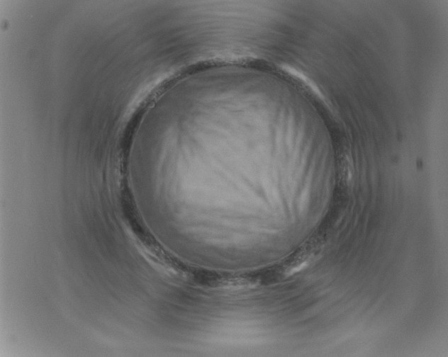 X0000075810736200610061731