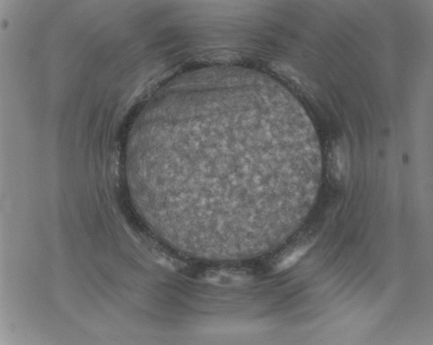 X0000075810739200610061731