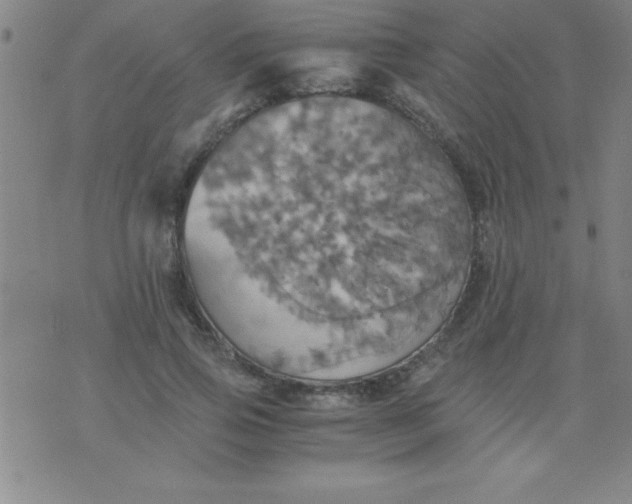 X0000075810741200610061731