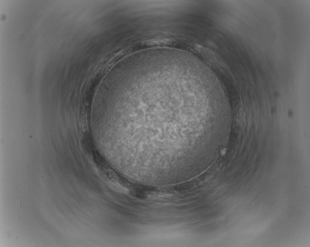 X0000075810743200610061731