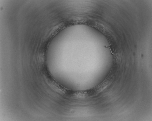 X0000075810756200610061731